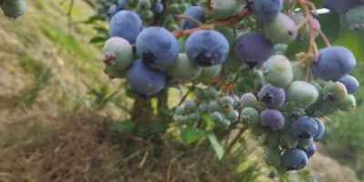 Ich verkaufe Bio-Heidelbeeren aus meiner eigenen Plantage, mindestens 1