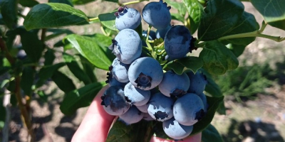 Heidelbeeren zum Verkauf amerikanische Sorten Ducke, Bluecrop, Chendler, Eliot