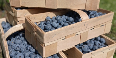 Heidelbeeren zum Verkauf amerikanische Sorten Ducke, Bluecrop, Chendler, Eliot