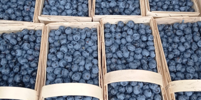 Heidelbeeren zum Verkauf amerikanische Sorten Ducke, Bluecrop, Chendler, Eliot