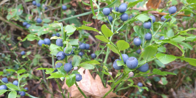 Voi lua comanda de fructe de pădure. Adun în