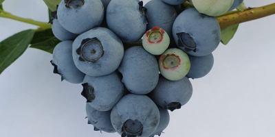 Amerikanische Blaubeere zu verkaufen. Podkarpackie, Lubelskie, Swietokrzyskie.