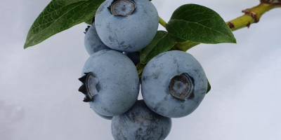 Amerikanische Blaubeere zu verkaufen. Podkarpackie, Lubelskie, Swietokrzyskie.