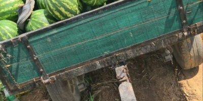 Watermelons from Srem, Serbia from an agricultural producer arrive