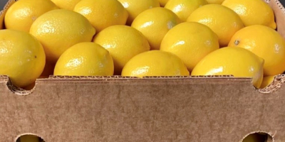 The Mayer lemon harvest will be carried out in