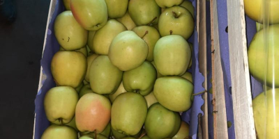 SELL FROZEN FRUITS FRESH APPLES GOLDEN DELICIOUS, PRICE - AGRICULTURAL ADVERTISEMENTS, Agro-Market24
