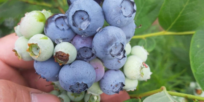 Hello, I have a freshly picked American blueberry for