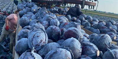 Предлагаме бяло зеле в кутии, чували и дървени щайги.