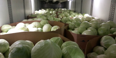 We offer white cabbage in boxes, bags, and wooden