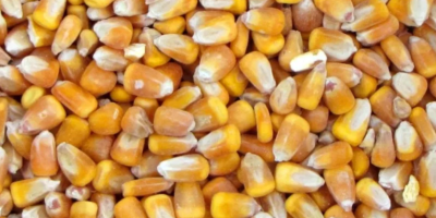 SELL FRESH CEREALS  CEREALS MAIZE, PRICE - INTERNATIONAL AGRICULTURAL EXCHANGE, Agro-Market24