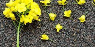 Rapeseed and sunflowers seeds from argricompany in Ukraine. Delivery