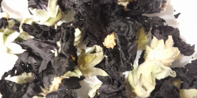 Black mallow from its own cultivation, harvested in 2022