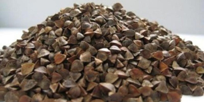 We offer high-quality certified BIO buckwheat, this year s