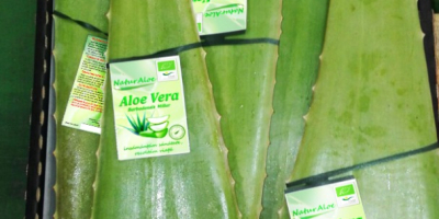 Ecological Aloe Vera leaves for food consumption and cosmetic