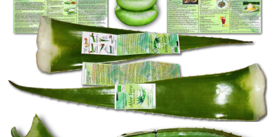 Bio-Aloe-Vera-Blätter für den Verzehr und kosmetische Zubereitungen, die vom