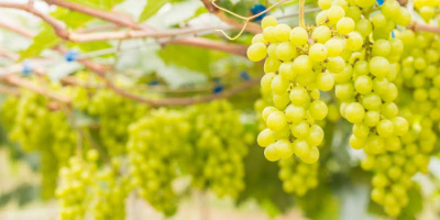 Gesunde Keltertrauben mit hohem Zuckergehalt zum Verkauf mit Septemberernte