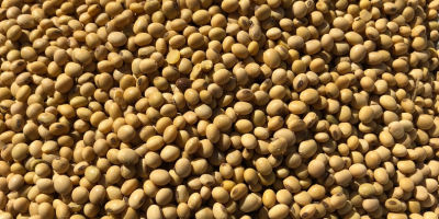 I will sell soybeans from my own agriculture NON-GMO,