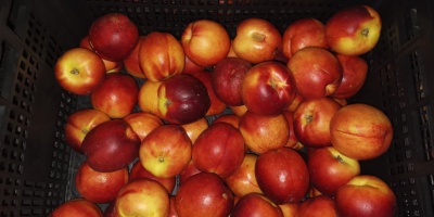 Imported nectarines, ripe, 500 kg for sale. Currently in
