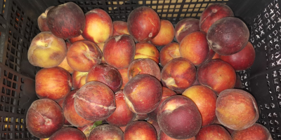 Importierte Pfirsiche, reif 500 kg zu verkaufen, derzeit ca.