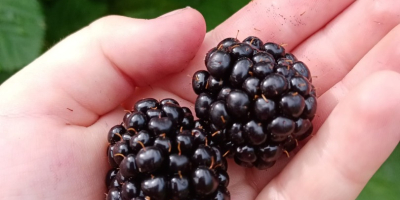 I sell grafted Thornfree blackberries, straight from the plantation.