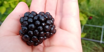 I sell grafted Thornfree blackberries, straight from the plantation.