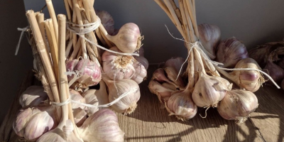 I&#39;m selling garlic from this year, grown in eastern