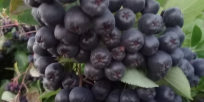 Vendo frutta fresca di aronia. Lo coltivo in un&#39;area