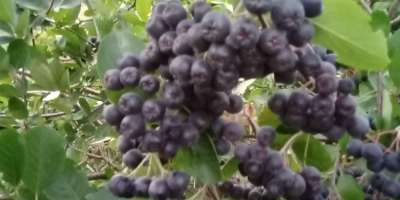 Vendo frutta fresca di aronia. Lo coltivo in un&#39;area