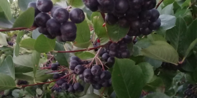 Vendo frutta fresca di aronia. Lo coltivo in un&#39;area