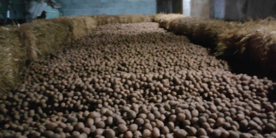 I will sell Lilly potatoes, we have already started