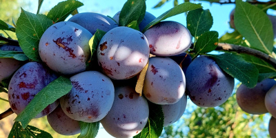 Fresh plums Cabardinca have caliber 45+mm . We have