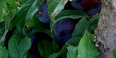 Fresh plums Cabardinca have caliber 45+mm . We have