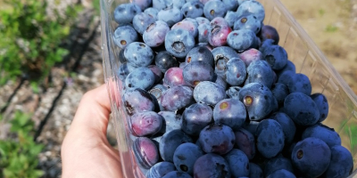 Hallo, ich verkaufe Blaubeere Blaubeere, auf Bestellung geschnitten, der