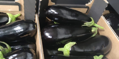 Fresh Polish eggplant in car quantities