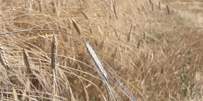 LIMETS Bulgarian, Single grain, Harvest 2021! Grown in clean
