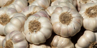 Hochwertiger Knoblauch zu einem erschwinglichen Preis