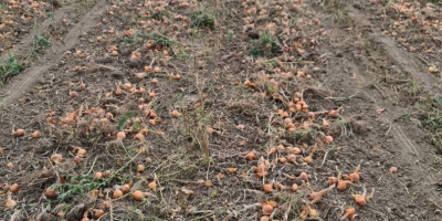 Vand ceapa vrac din câmp sau la saci, mare,