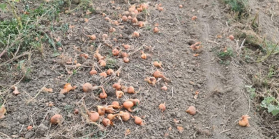 Vand ceapa vrac din câmp sau la saci, mare,