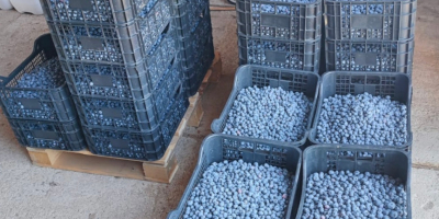 American blueberry for sale. Freshly picked. We deliver the