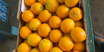 We sell high quality Valencia oranges from Morocco