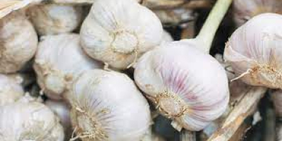 Vietnam High Quality Fresh/ Frozen Garlic 100% Natural Organic