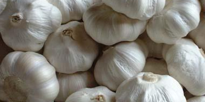 Vietnam High Quality Fresh/ Frozen Garlic 100% Natural Organic