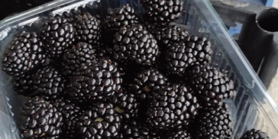 Fresh blackberries at wholesale negotiable price, Anghelesti town, Vrancea