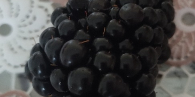 Fresh blackberries at wholesale negotiable price, Anghelesti town, Vrancea