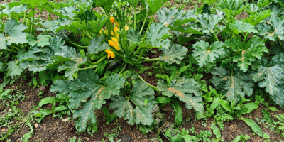 Vendo zucchine coltivate senza fertilizzante nell&#39;area pulita di Natura