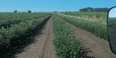 Frutti di Aronia, da piante ottenute in vitro, nel