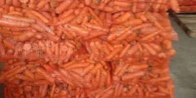 Vand morcovi mici, spalati, furajeri la 30 gr kg.