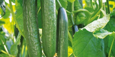I sell wholesale cucumbers.