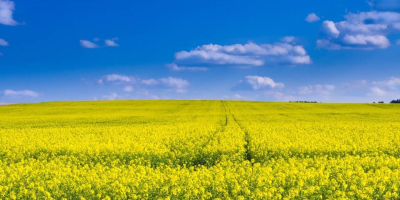 We offer rapeseed for sale harvested in 2022 with