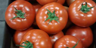 I will sell BBB red tomatoes, truck quantities